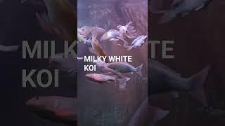 Milky White  Koi Fish # Shorts#Carp