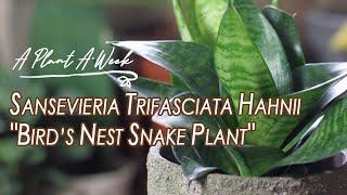 Sansevieria Trifasciata Hahnii "Bird's Nest Snake Plant" Care | A Plant A Week