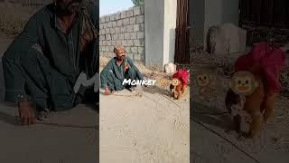 Monkey  Jumping on the floor | Real life | Real life observation  | Following Instructions