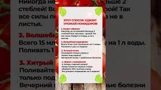 Получи В ДВА РАЗА БОЛЬШЕ помидоров! #садоводство #огород #помидоры