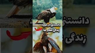 دانستنی جذاب در مورد عقاب ها.