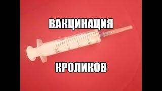 Вакцинация кроликов в домашних условиях