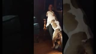 Bruno the Champion Pitbull my Brother's Dog LOVES John #youtubeshorts