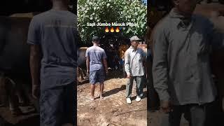 SAPI JUMBO MASUK PASAR #peternaksapi #sapi #farm #breding #shorts