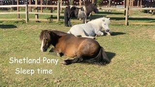 Shetland Pony Sleep Time TV Episode 505