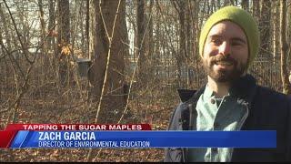 Local tradition of tapping the sugar maple begins