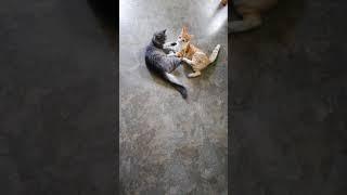 Friendly Fight between Cats?