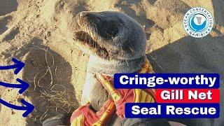 Cringe-worthy Gill Net Seal Rescue