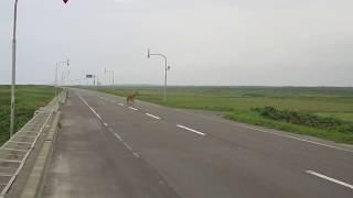 Deer crossing road