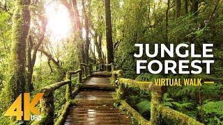 4K Nature Treasures of Hawaii Botanical Garden - Jungle Forest Cinematic Virtual Walk (Slow Motion)