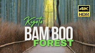 Exploring Arashiyama Bamboo Forest: A Tranquil Morning in Kyoto • 4K HDR