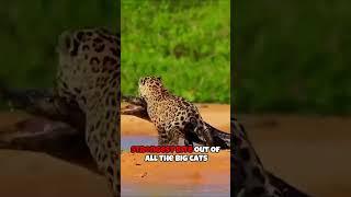 Majestic Jaguars: Untamed Beauty and Astonishing Facts | Jaguar Fact | Here To Drop Facts