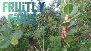 Fruitful Bonsai Picus Nana Trees!