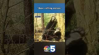Farting black bear represents what bears "should be doing" in the wild