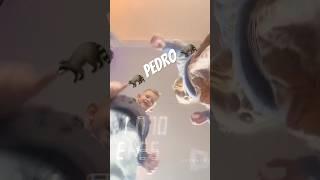 Doing this Trend #cute #funny #pedro #dance #trend #trendingshort #fypviral #fyp #viralshort