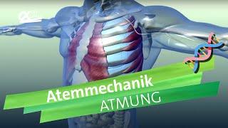 Atemmechanik: Was passiert bei der Atmung? | einfach erklärt | alpha Lernen erklärt Biologie