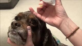 How to Give Eye Drops for Dogs