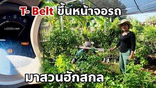 มาเอาต้นไม้ที่สวนฮักสกล T belt โชว์ เมื่อขึ้นภูพานไม่ได้ ไปไหนต่อ