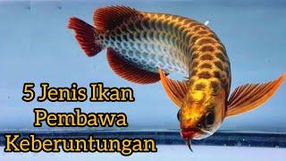 Jenis Ikan Hias Pembawa Keberuntungan