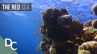 One Of Natures Wonders Of The World | The Red Sea | Nature Documentary | Documentary Central