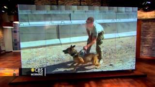 Inside military dogs' life-saving role in war