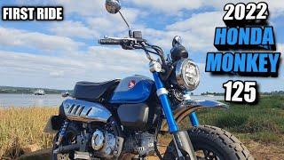 2022 Honda Monkey 125cc First Video & Thoughts