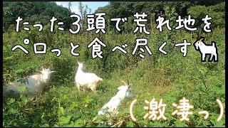 【山羊パワーが凄すぎる!!!たった３頭で15年間耕作放棄地だった荒れ地を生まれ変わらせる！】