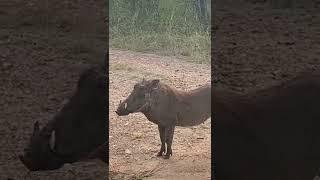 Wild Pig... (जंगली सूअर) #shorts