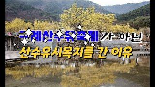 구례여행 시 산수유 축제 대신 산수유 시목지를 선택한 이유