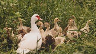 Patos Para Principiantes - Alimentación, Agua, Cuidados, Consejos - Cría de Patos Mudos