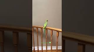 Ricco the Parrot Showing off his Flying Skills. Up, Up and Away 