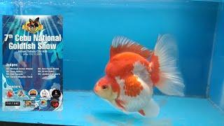 SHOW QUALITY GOLDFISH | Cebu National Goldfish Show