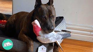 This Galah Cockatoo Went Missing. Loving Staffy Helps to Save Him | Cuddle Buddies