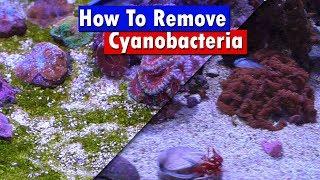 Remove Cyano Algae from your Reef Tank - Chemiclean red slime remover before and after - Review