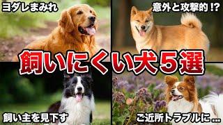 【実はヤバい】知らないと後悔する！飼いにくい犬種5選