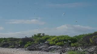 Noddies on Paul Island (St Brandon)