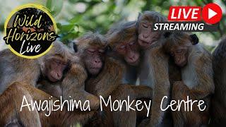  Wild Horizons Live: Monkey Mischief at Awajishima Monkey Reserve