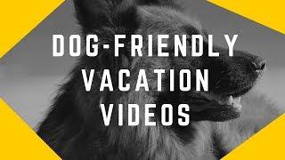 how to choose a dog friendly vacation videos