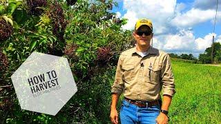 #HOMESTEAD: How To Harvest Elderberries