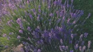 Harvesting lavender