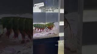 MANTIS SHRIMP punch in SLOW-MO