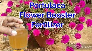 Portulaca Flower Booster Fertilizer and care/Moss Rose/9o'clock Best Fertilizer