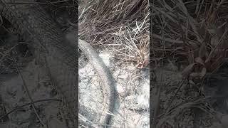 Nepali big snake#viralvideo #vairalshorts #youtubeshorts