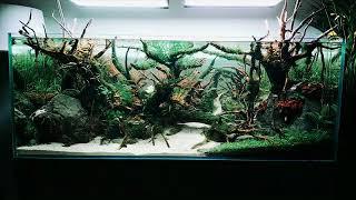 IAPLC 2018 aquascaping  PezVerde