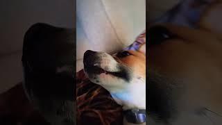 belly scratches with Roo #foryou #doggie #dog