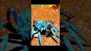Camouflage ️ Spider #facts