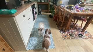 Shih tzu Barking and fighting REMATCH