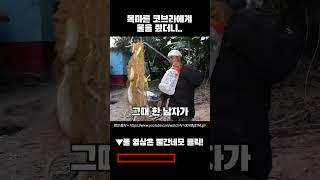 목마른 뱀에게 물을주자 벌어진일