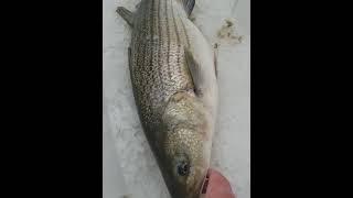 Check out what we found in the belly of this striped bass! Amazing!