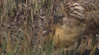 Sielmanns heimische Tiere - Die Große Rohrdommel